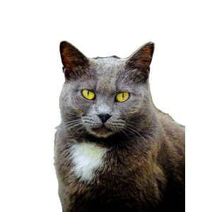 Striking Portrait Of A Gray Cat With Bright Yellow Eyes, Captured Outdoors In Istanbul. 15321 - Cat PNG image with transparent background